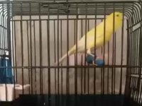 İstanbul'da Üreticiden Sağlıklı Kanaryalar