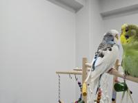 1.5 aylık muhabbet kuşumu sahiplendiriyorum