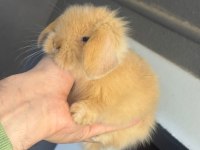 Safkan Hollanda Lop Tavşanlar Her Yere Gönderim