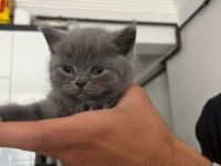 Lokum British Bebeklerimiz