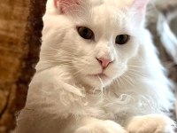 Safkan, Anne Ve Babası Şecereli Dişi Maine Coon **Uygun**