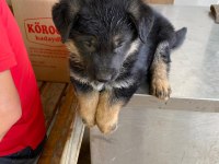 Alman Kurdu Köpeğimiz