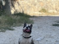 2 Yaşında Dişi Blue Merle French Bulldog
