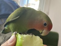 Dört aylık sevda papağanım