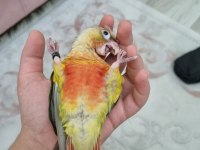 Wc eğitimli el besleme konur