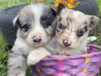 Border collie yavru köpekler