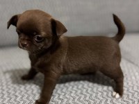 Safkan kusursuz yavrular chihuahua şivava