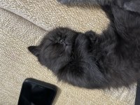 British Shorthair Yavrularımız Yuva Arıyor