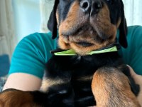 Koca Kafalı Rottweiler Bebekler