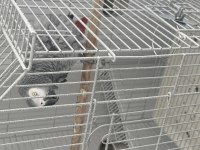 Üst Düzey Jako Papağanı