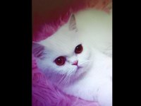 British Longhair Ve Shorthair Yavrular