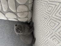 İzmir’in british shorthair prens ve prensesleri