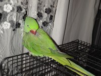 Alexander iskender papağanı konuşmaya yatkın