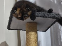 Scottish Fold Tortie