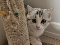 5 aylık dişi scottish kedisi