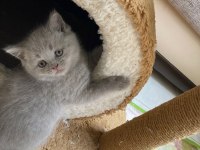 British Shorthair Lilac