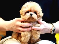 Sevecen Akıllı Maltipoo Bebekler