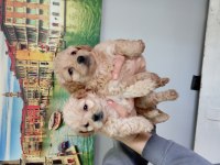 0 Numara Maltipoo Yavrularımız
