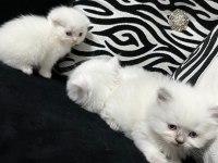 British Scottish Kedisi 2 Aylık Dişi