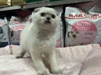 Türünün en güzel örneklerinden scottish fold yavrularımız