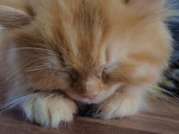 Kedim İçin Ev Arıyorum