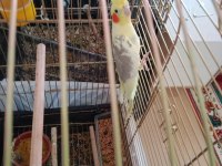 Yumurtalı Çift Sultan Papağanlar