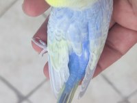 35 Günlük Rainbow Muhabbet Kuşlar