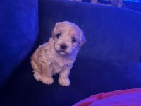 Çok tatlı yavru köpeğimiz