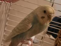 Jumbo dişi muhabbet kuşu