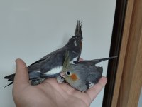 30 Günlük Sultan Papağanı