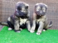 Kafkas Çoban Köpeği