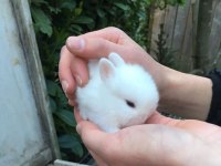 Sevimli Cüce Tavşan Yavru