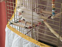 Acil satılık albino cennet papağanı