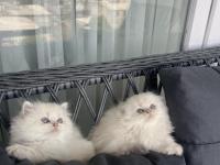 A Kalite British Bebekler