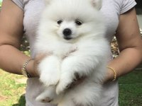Irk Garantili Pomeranian Yavruları