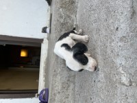 Pointer Av Köpeği Yavruları