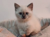 İki Farklı Rüya, Tek Bir Yuva: Seçkin Ragdoll Ve Scottish Fold Yavruları
