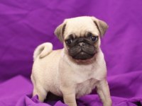 Irk garantili pug yavruları