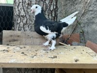 Tek, toplu veya takım güvercinler