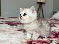 Ns 11 Ve Silver Tabby British Shorthair Yavrular