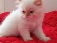 İran Kedisi 2 Aylık Yavrular