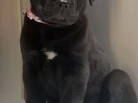 Sağlık Ve Irk Garantili Cane Corso Köpekleri