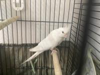 Damızlık Sultan Papağanı