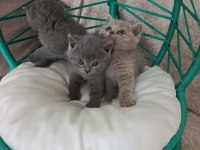 Minik British Shorthair Bebeler