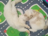 Ağustos 2024 Doğumlu Bir Dişi Bir Erkek Scottish Blue Point