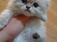 Longhair ve shorthair tabby yavru kedilerimiz