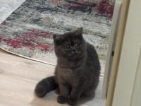 5-6 Aylık Dişi British Shorthair