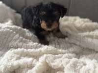 Yorkshire terrier yavru köpeğim