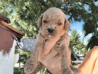 Sevimli poodle yavruları yeni yuvaya gitmeye hazır