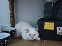 Britsh Shorthair Kedimiz